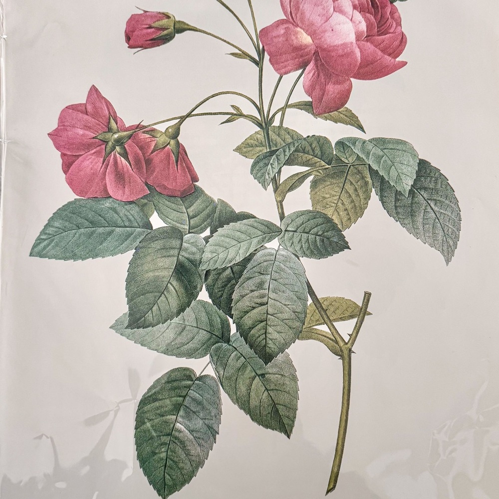 Lot of 3 PJ Redoute Botanical Bookplates 11x14